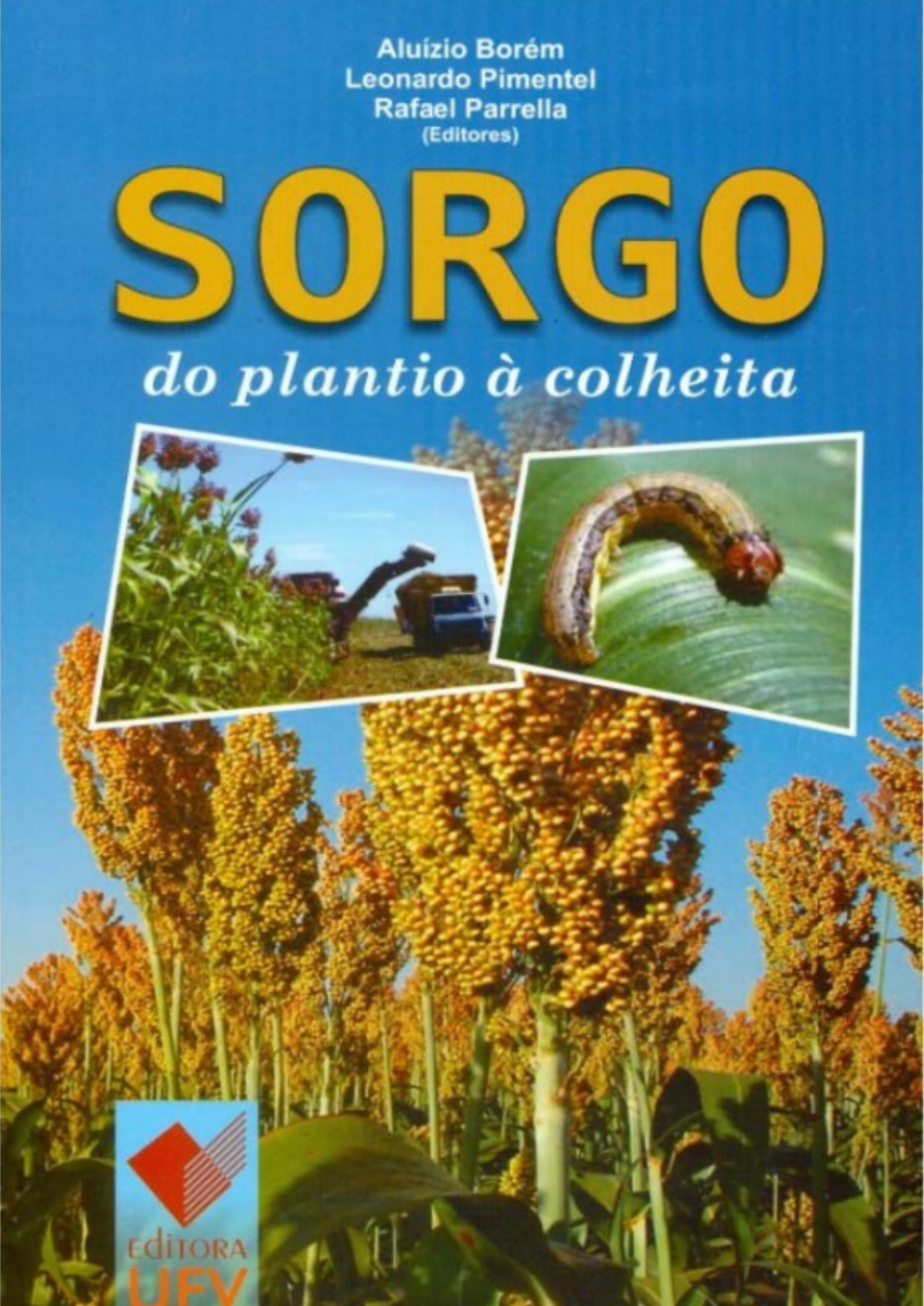 Sorgo - do plantio à colheira